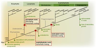 Getting to the Roots: A Developmental Genetic View of Root Anatomy and Function From Arabidopsis to Lycophytes